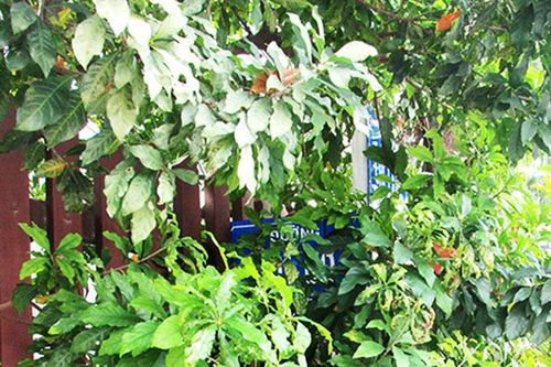 Biển báo tên đường nằm trong lùm cây
