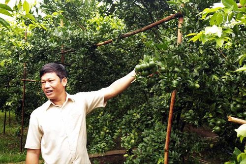 Chuyển đổi cơ cấu cây trồng ở Tư Nghĩa