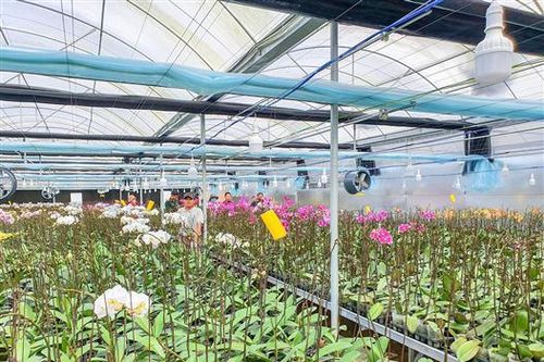 Tập huấn kĩ thuật ứng dụng công nghệ cao vào trồng hoa lan hồ điệp và hoa lily trong nhà lưới