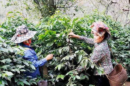 Đảng bộ xã Muổi Nọi lãnh đạo nhân dân phát triển kinh tế