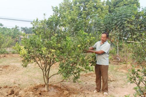 Nâng cao thu nhập từ phát triển cây ăn quả