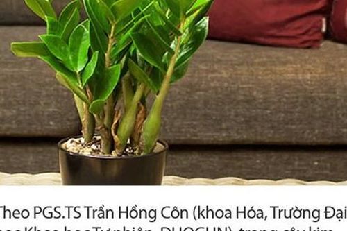 Bé 15 tháng tuổi nguy kịch sau khi cho lá kim tiền vào miệng, chuyên gia cảnh báo gia đình nào trồng cây phải cực chú ý!