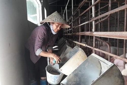 Giá lợn hơi tăng cao: Lo ngại giấu dịch, bán chạy đàn