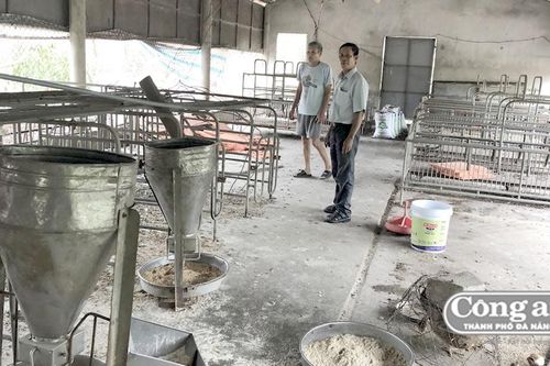 Chậm hỗ trợ thiệt hại dịch tả lợn, nông dân khốn đốn