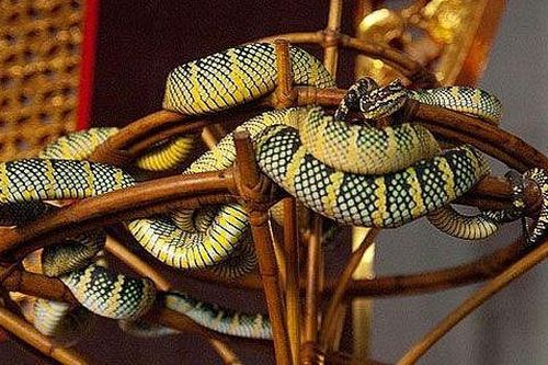 Malaysia: Ngôi đền linh thiêng toàn rắn độc bò lổm ngổm tứ phía