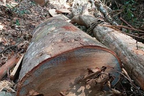 Để xảy ra phá rừng, một Phó giám đốc bị cách chức và 3 cán bộ bị kỷ luật