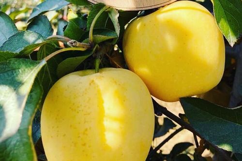 Táo ứa mật vàng rực, hàng Tàu đội lốt lừa chị em sành điệu