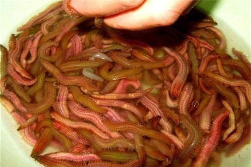 Rươi ngon đang vào mùa, khuyến cáo cần nhớ khi ăn để tránh hại thân