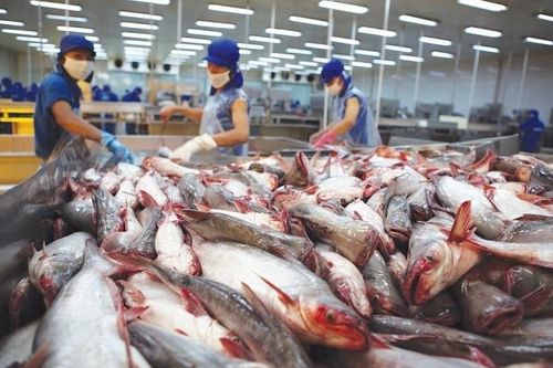 Xuất khẩu cá tra nhiều khả năng chỉ đạt 2,1 tỷ USD trong năm 2019