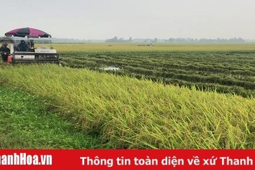 Quy định mới trong việc quản lý, sử dụng đất trồng lúa