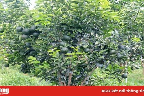 Gắn kết doanh nghiệp tiêu thụ trái cây