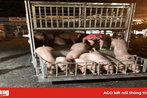 Tiêu hủy 50 con heo hơi không rõ nguồn gốc do Đội Quản lý thị trường số 1 bắt giữ