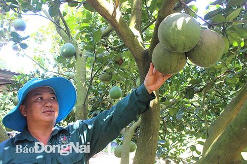 Hình thành vùng bưởi da xanh Bình Lợi
