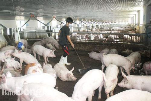 Tìm cơ hội trong khó khăn