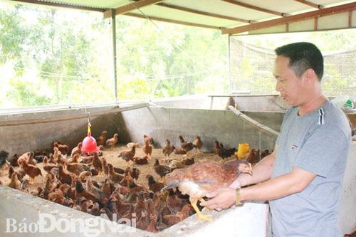 Hậu ASF, cần tính đến chăn nuôi bền vững