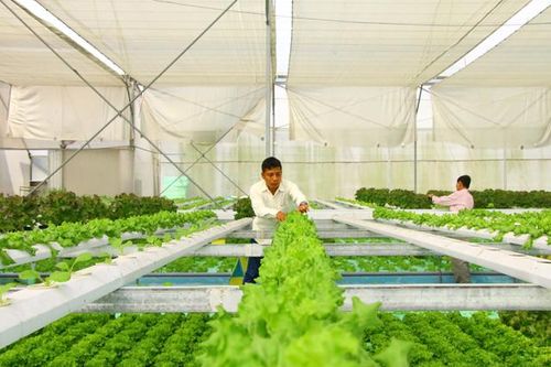 Đảm bảo an toàn thực phẩm trong lĩnh vực nông nghiệp