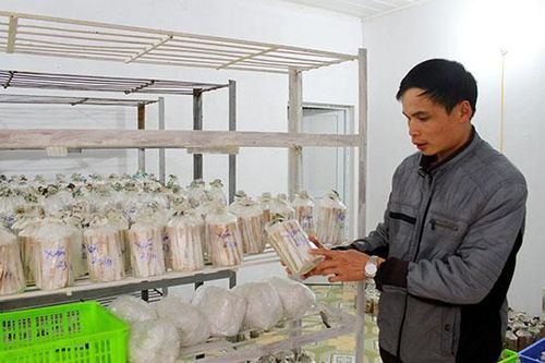 Thanh niên khởi nghiệp từ HTX kiểu mới