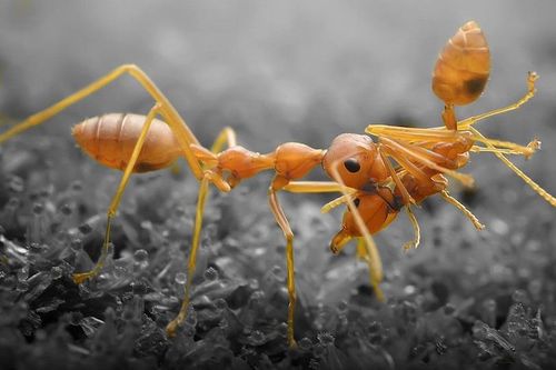 Kiến ăn thịt đồng loại để sinh tồn trong hầm chứa hạt nhân