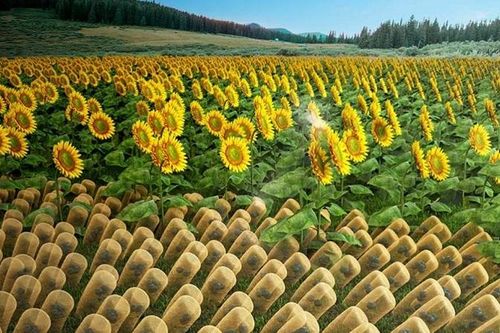 'Hoa hướng dương nhân tạo' biết uốn cong về phía mặt trời để hút năng lượng