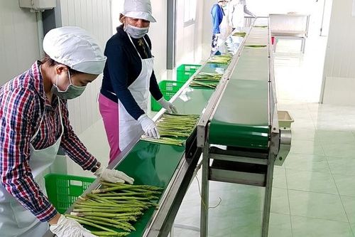 Măng tây xanh giúp hồi sinh vùng đất khó