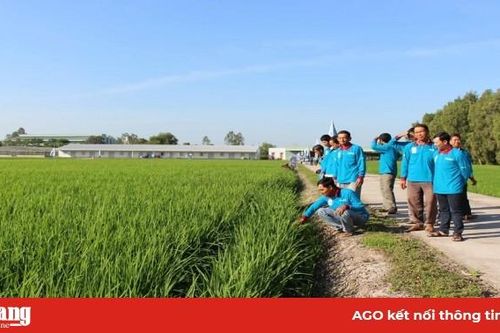 Quản lý dịch hại trên lúa