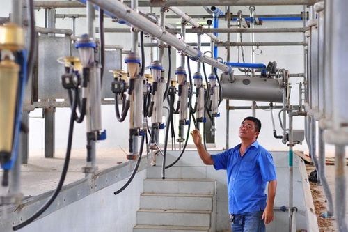Lâm Đồng: Tiếp đà phát triển đàn bò sữa chất lượng cao