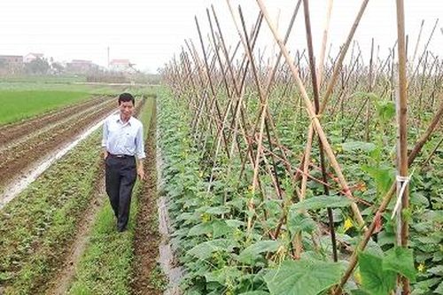 Thanh Ba sử dụng hiệu quả diện tích đất nông nghiệp sau dồn đổi, phát triển sản xuất theo hướng hàng hóa