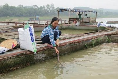 Làm giàu từ nuôi cá lồng