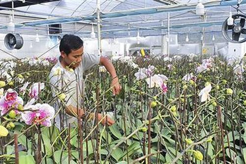 Lan hồ điệp công nghệ cao chuẩn bị khoe sắc