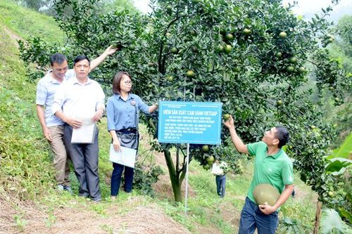 Nghiệm thu dự án cam VietGAP huyện Hàm Yên