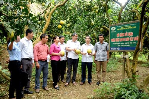 Kiểm tra tình hình sản xuất tại Yên Sơn