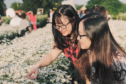 Nhà vườn cúc họa mi thu vài chục triệu mỗi ngày nhờ khách chụp ảnh