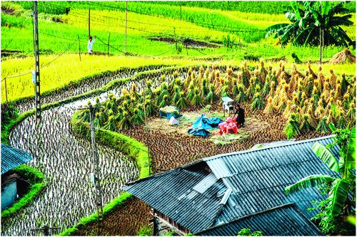 Một thoáng bậc thang Hoàng Su Phì