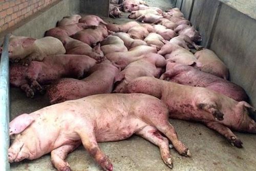 Gian lận, ăn chặn tiền hỗ trợ dịch bệnh, lệnh xử nghiêm