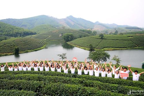 Báo Nghệ An trải nghiệm đảo chè Thanh Chương