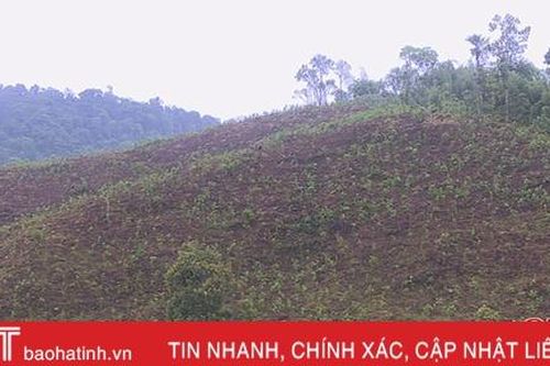 Nguy cơ tranh chấp đất rừng khi '2 người 1 sổ đỏ' ở huyện miền núi Hà Tĩnh