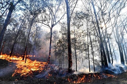Cháy rừng tại Australia gây thiệt hại nghiêm trọng