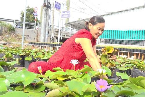 Thu nhập hấp dẫn nhờ trồng bông súng kiểng