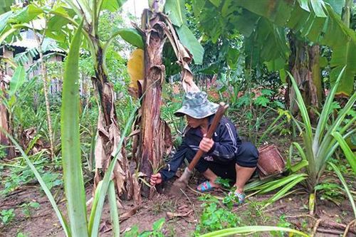 Bảo tồn giống chuối Ta Pê