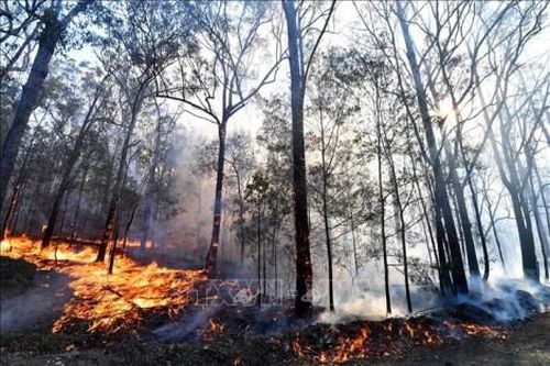Thế giới Thế giới Cháy rừng ở Australia có thể do thời tiết thay đổi ở Ấn Độ