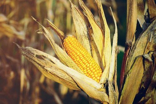 USDA điều chỉnh giảm dự báo sản lượng ngô của Hoa Kỳ trong niên vụ 2019/2020