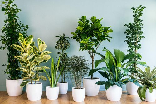 Nếu nghĩ trồng cây trong nhà có thể lọc sạch không khí, bạn đã sai