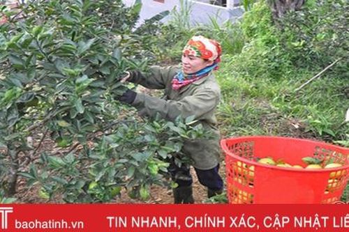 Người dân xứ cam bù Hà Tĩnh ước thu 375 tỷ đồng từ cây cam