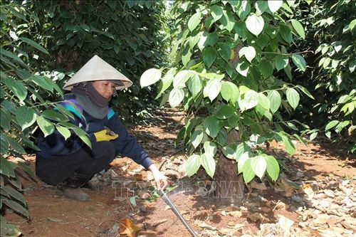 Nông nghiệp Tây Nguyên thích ứng với biến đổi khí hậu - Bài cuối: Phát triển thủy lợi, sử dụng tiết kiệm nguồn nước