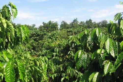Kẻ dùng vũ lực hiếp dâm bé gái 11 tuổi trong rẫy cà phê đầu thú