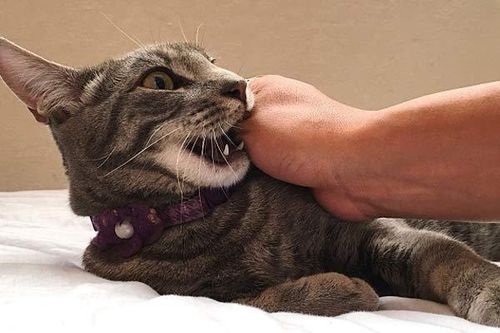3 người tử vong vì bị mèo cắn