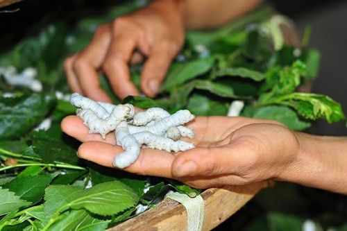 Nghề 'ăn cơm đứng' ở Lâm Đồng: Qua cơn bĩ cực tới hồi thái lai