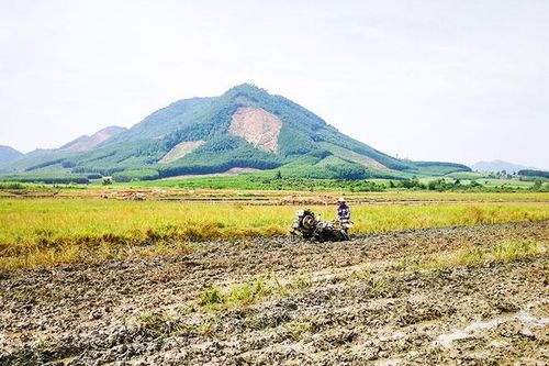 Diên Khánh: Tập trung sản xuất vụ đông xuân