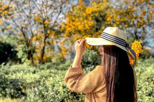 Huyện nào ở Gia Lai có nhiều hoa muồng vàng?