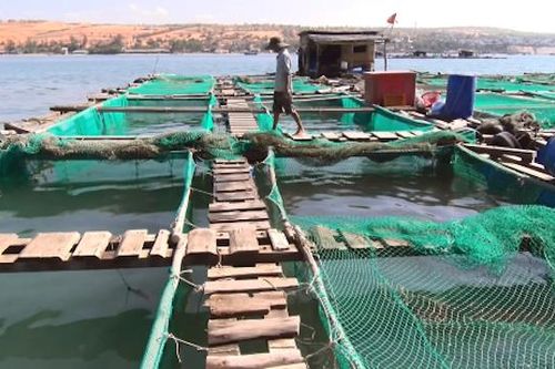 Vẫn còn trường hợp ngư dân cố tình quay lại lồng bè khi bão số 6 đổ bộ